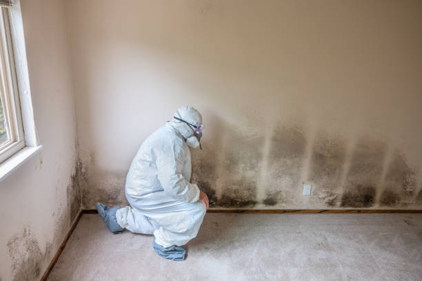 Best Crawl Space Mold Remediation  in Romney, WV